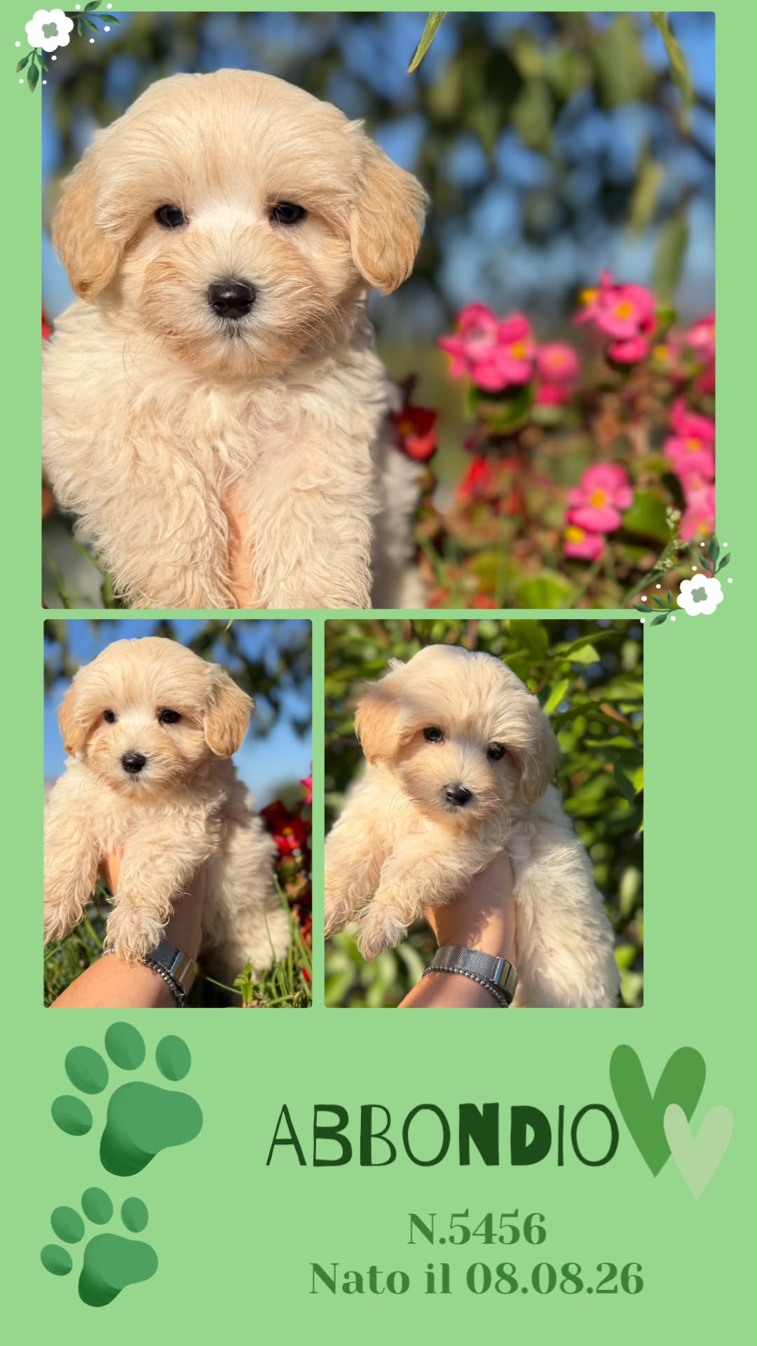 Abbondio, cucciolo di Maltipoo