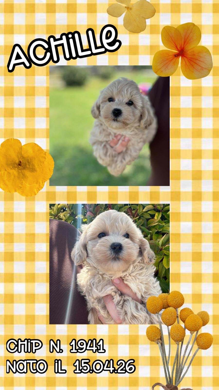 Achille, cucciolo di Maltipoo