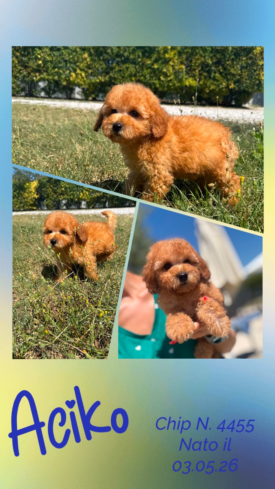 Aciko, cucciolo Simil Barbone