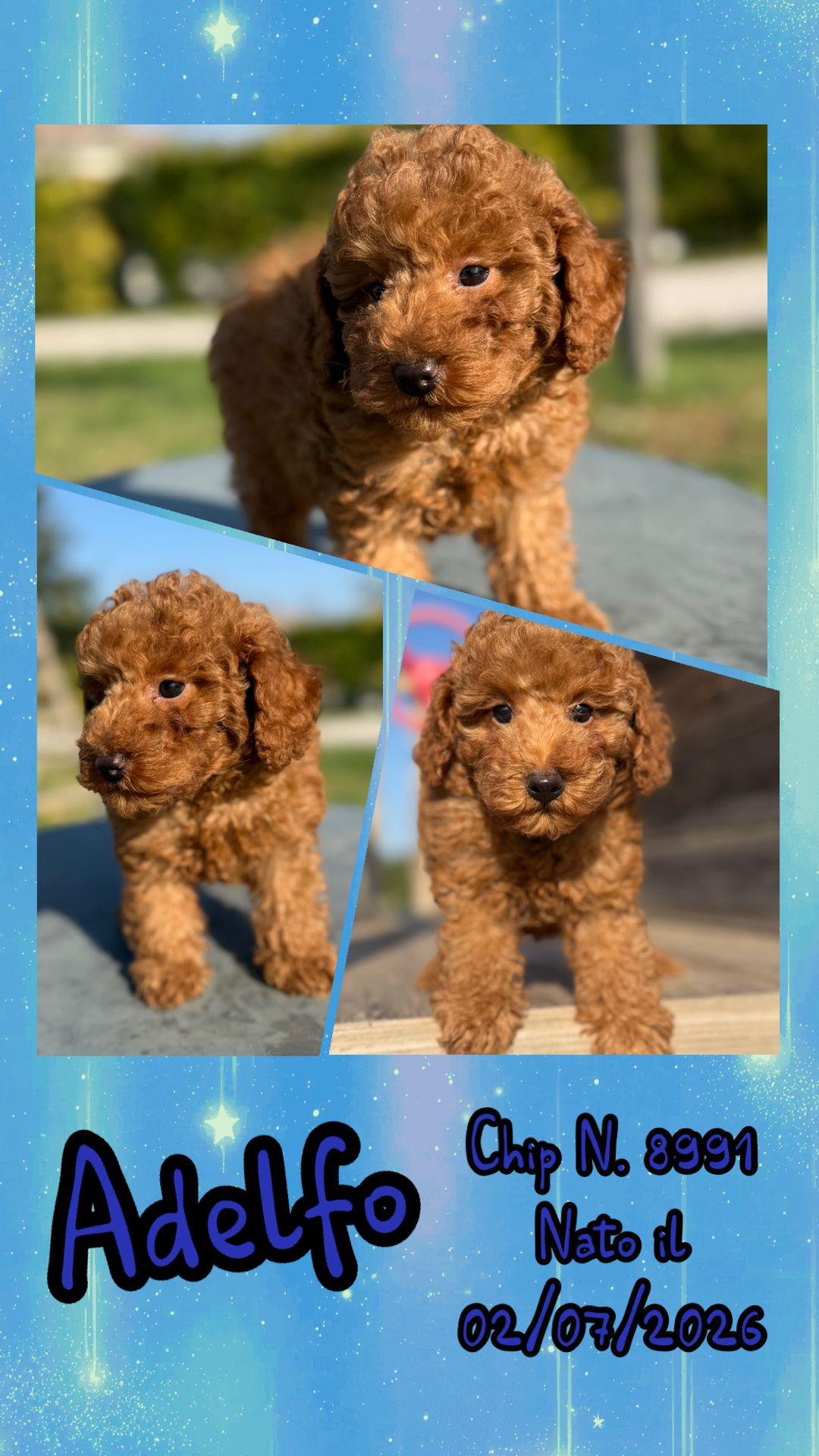Adelfo, cucciolo Simil Barbone