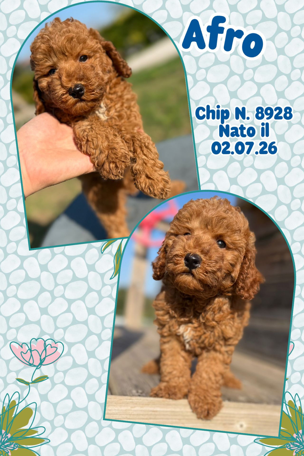 Afro, cucciolo Simil Barbone