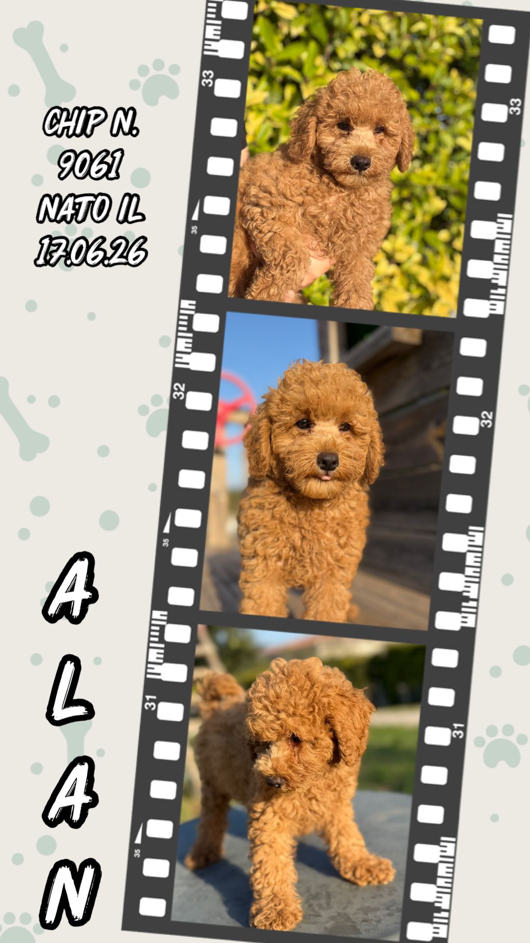 Alan, cucciolo Simil Barbone
