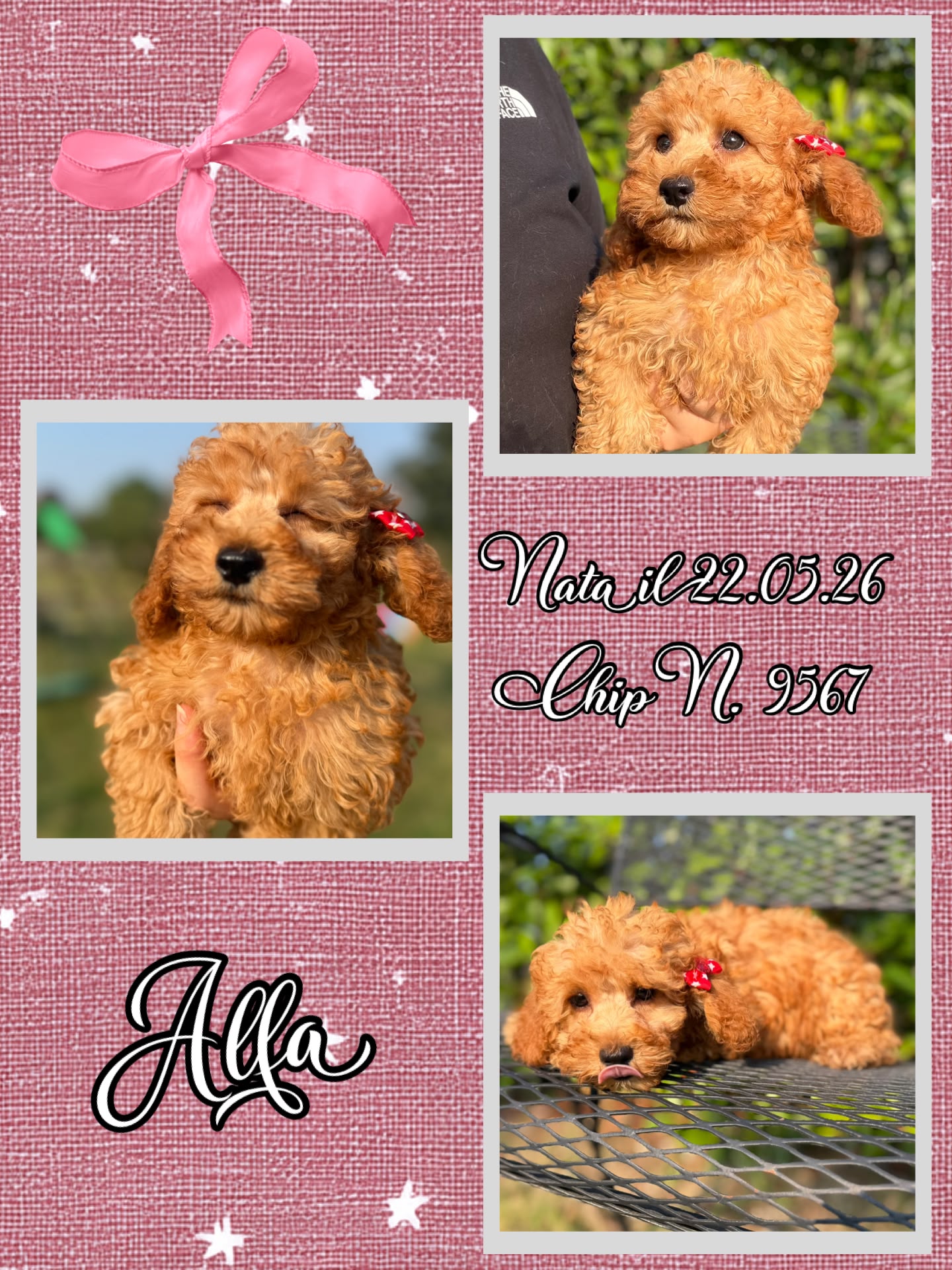Alfa, cucciola Simil Barbone