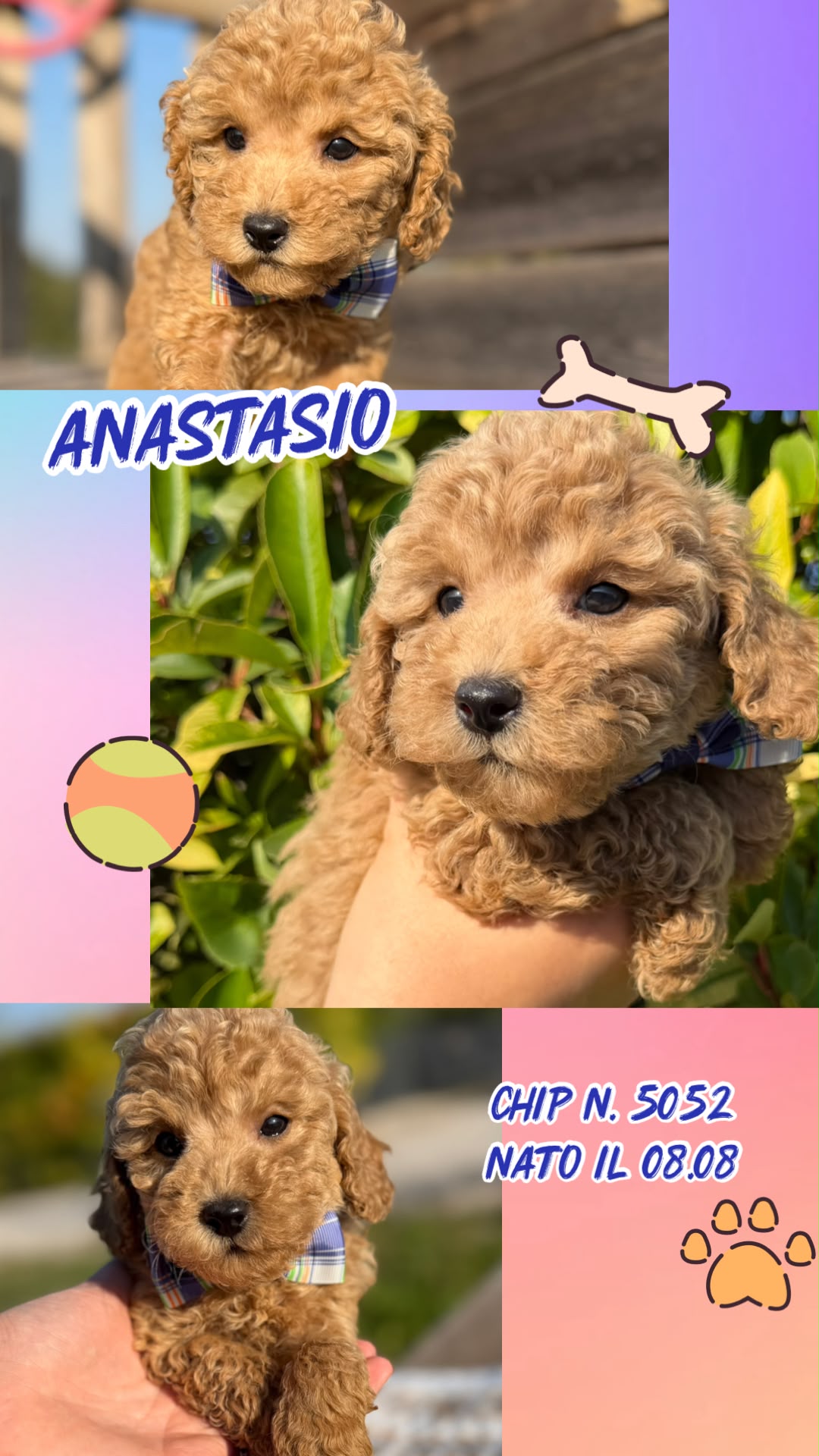 Anastasio, cucciolo Simil Barbone