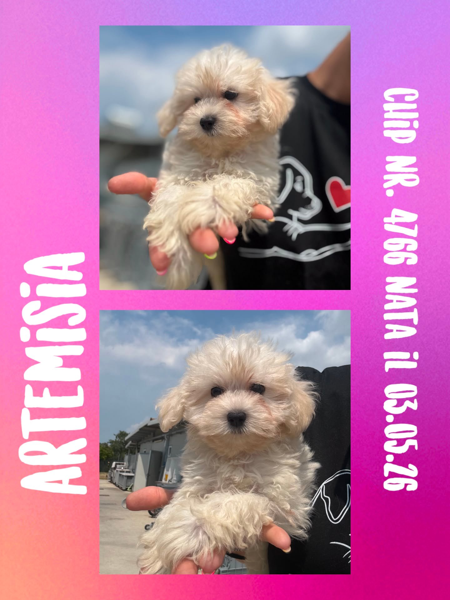 Artemisia, cucciola di Maltipoo