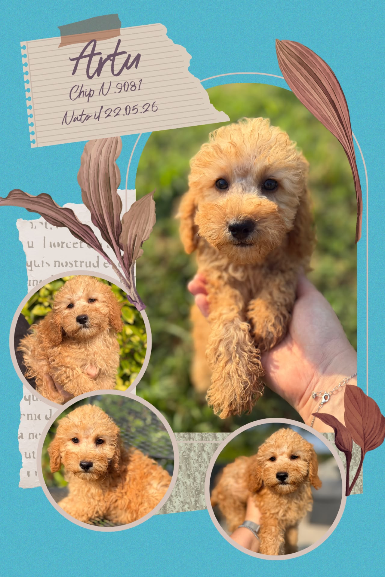 Artù, cucciolo Simil Barbone