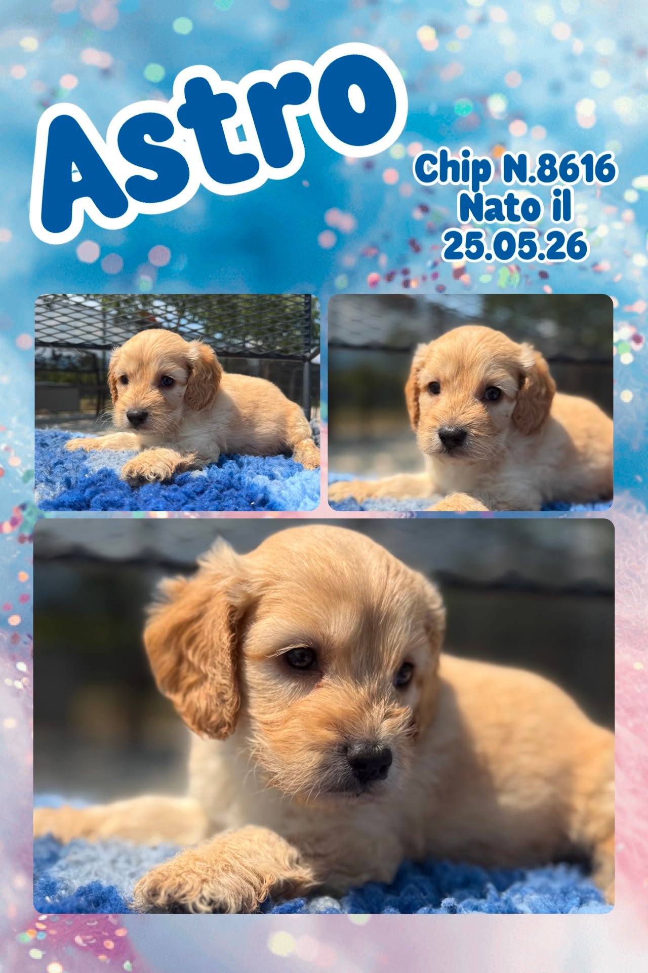 Astro, cucciolo di Cockapoo