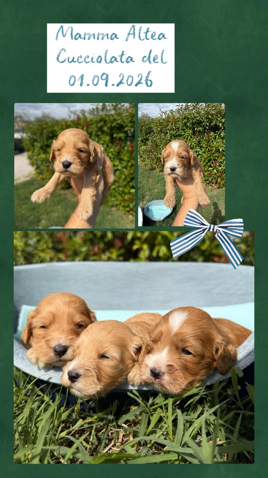 Cucciolata di Cockapoo, mamma Altea