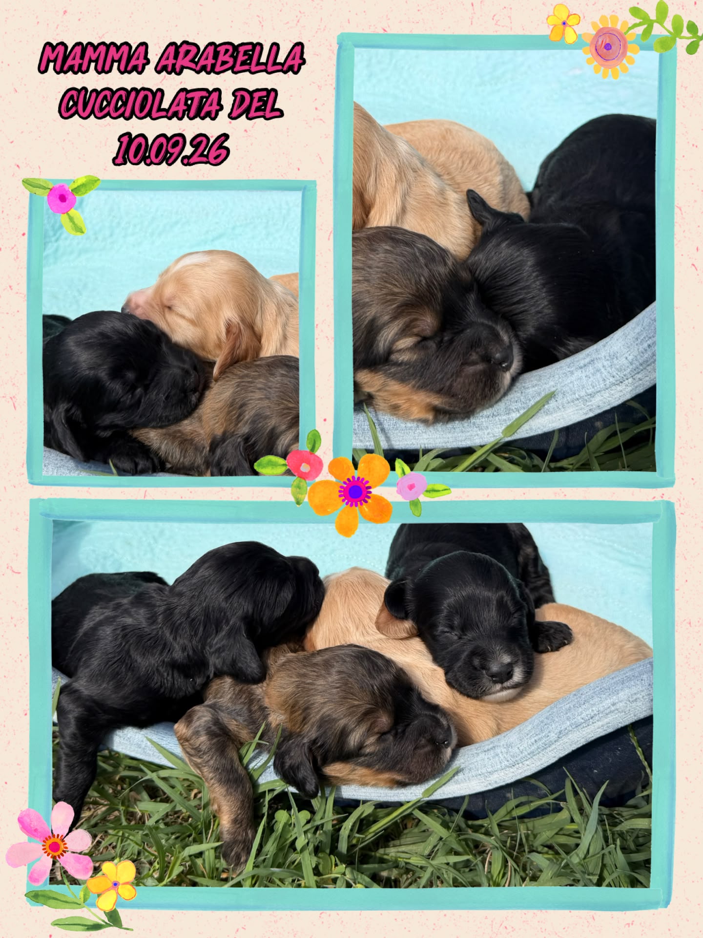 Cucciolata di Cockapoo, mamma Arabella