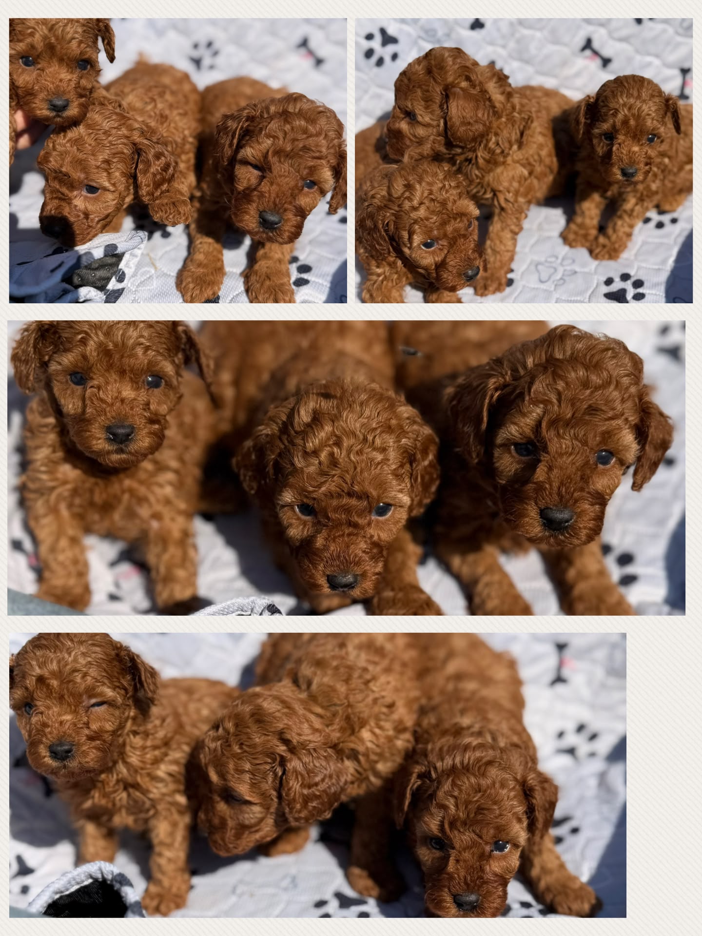 Cucciolata Kalma, cuccioli di Barbone Toy