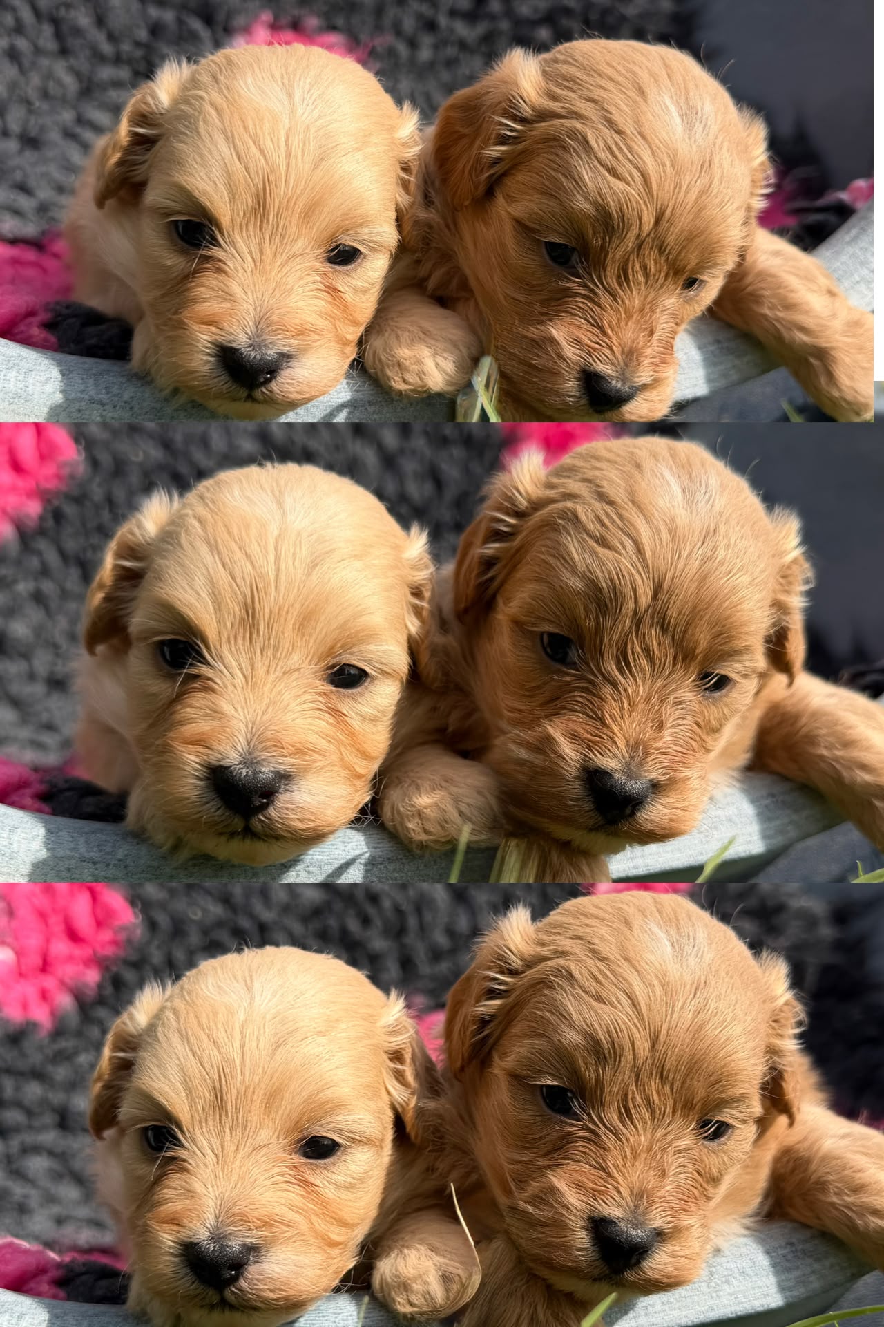 Cucciolata Pila — femmine, cuccioli di Maltipoo
