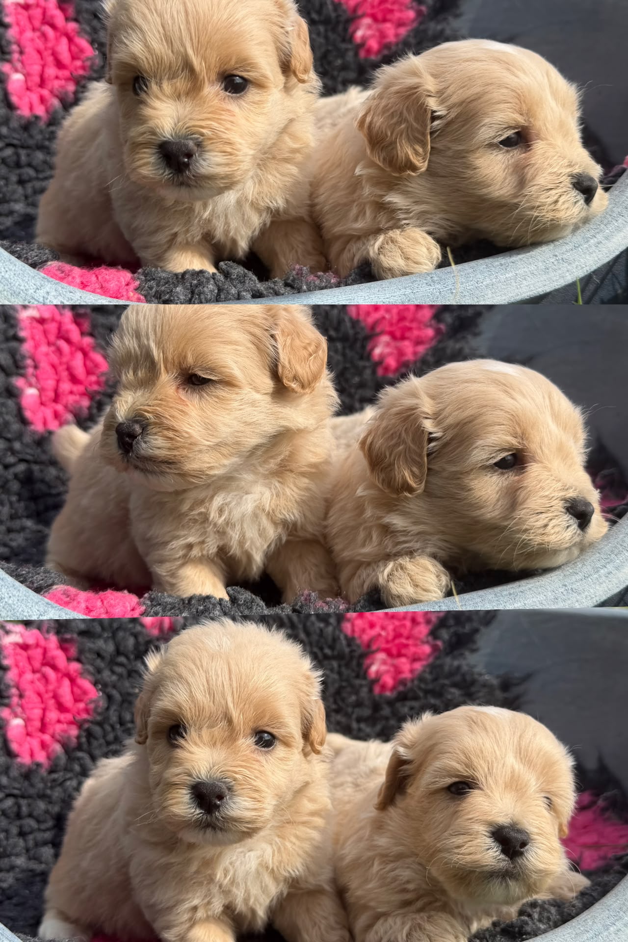 Cucciolata Talula — maschi, cuccioli di Maltipoo