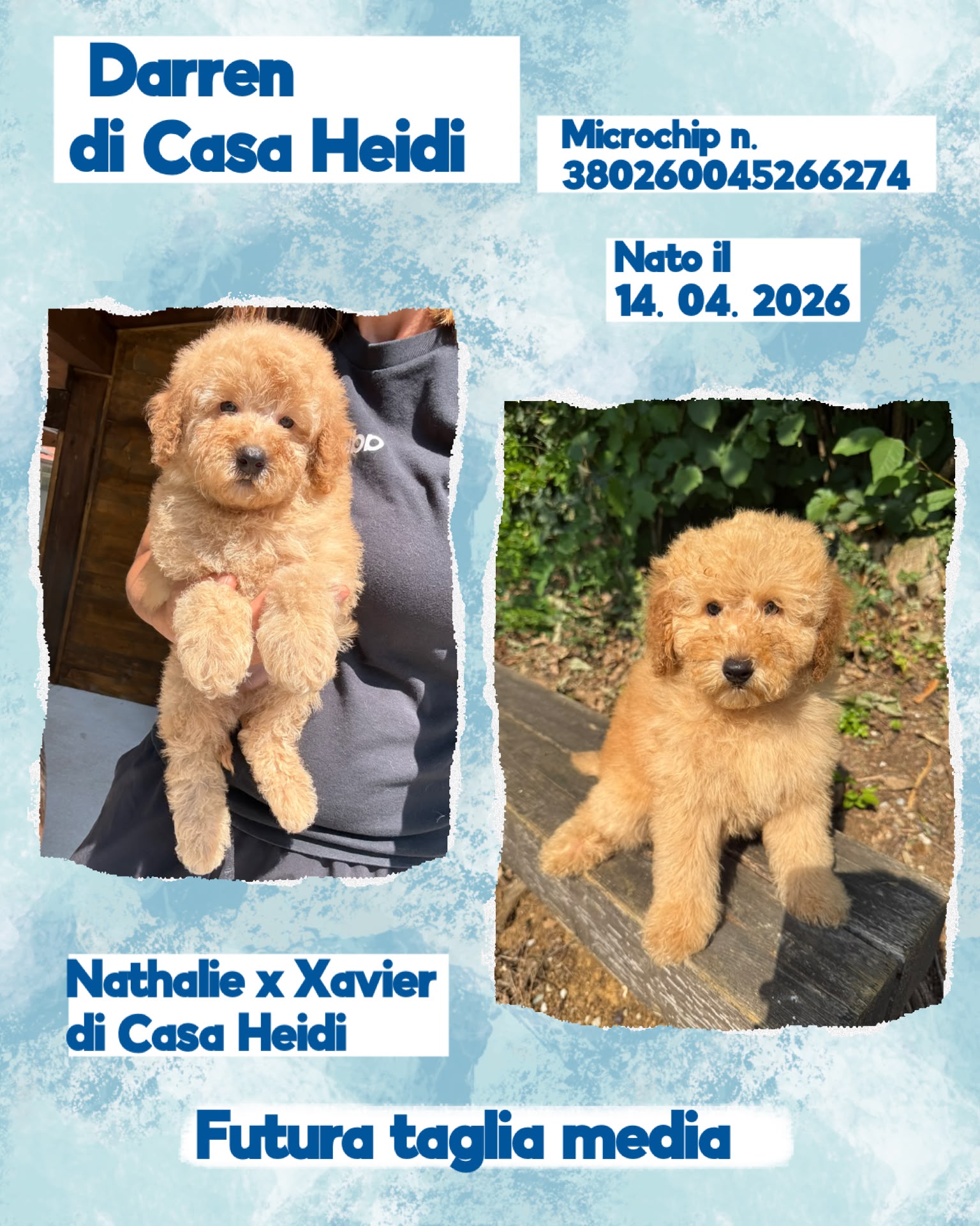 Darren di Casa Heidi, cucciolo di Barbone Nano