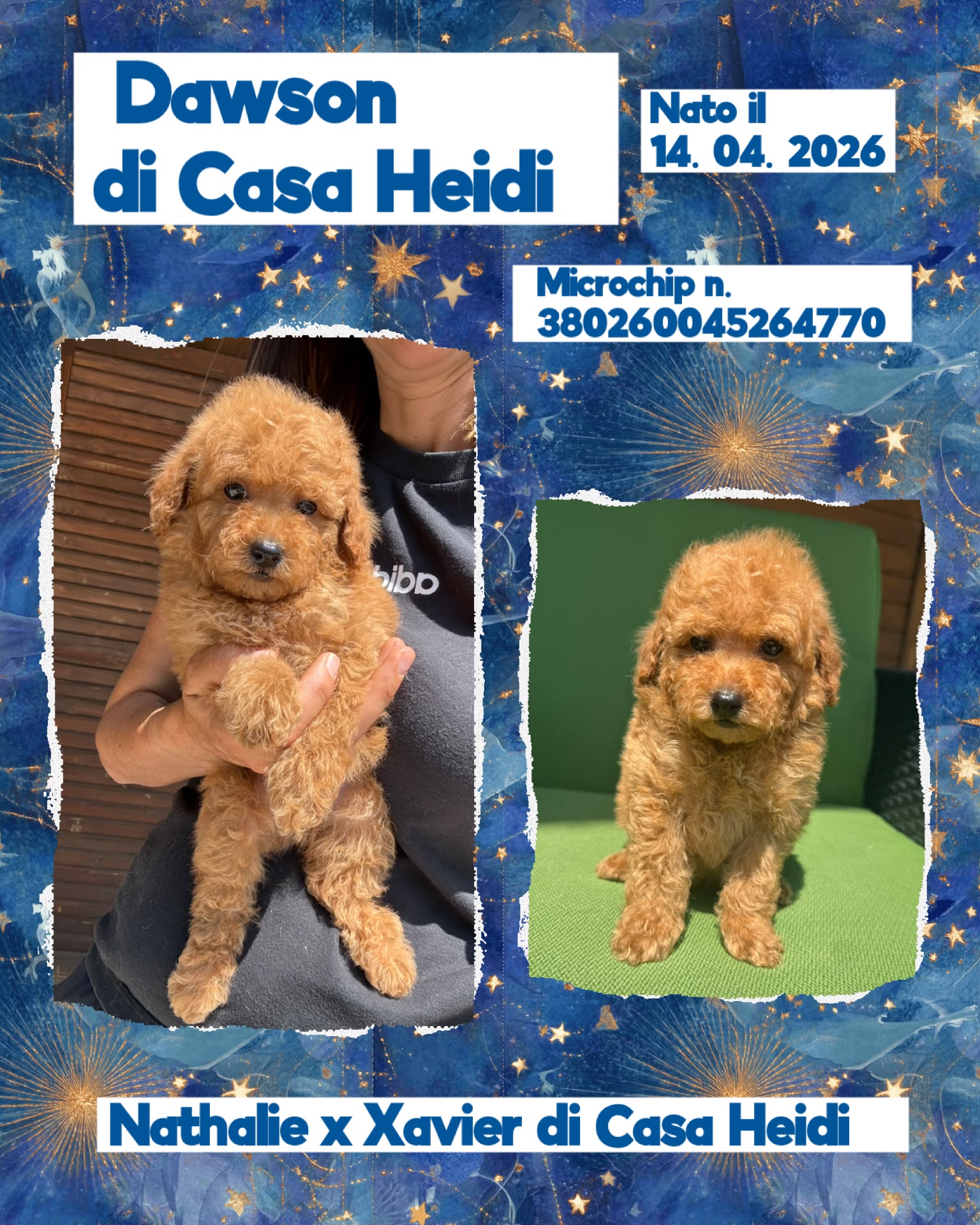 Dawson di Casa Heidi, cucciolo di Barbone Nano
