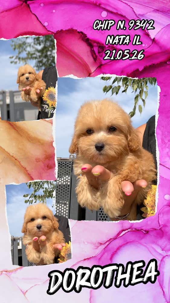 Dorothea, cucciola di Maltipoo