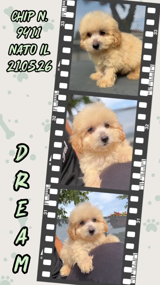 Dream, cucciolo di Maltipoo