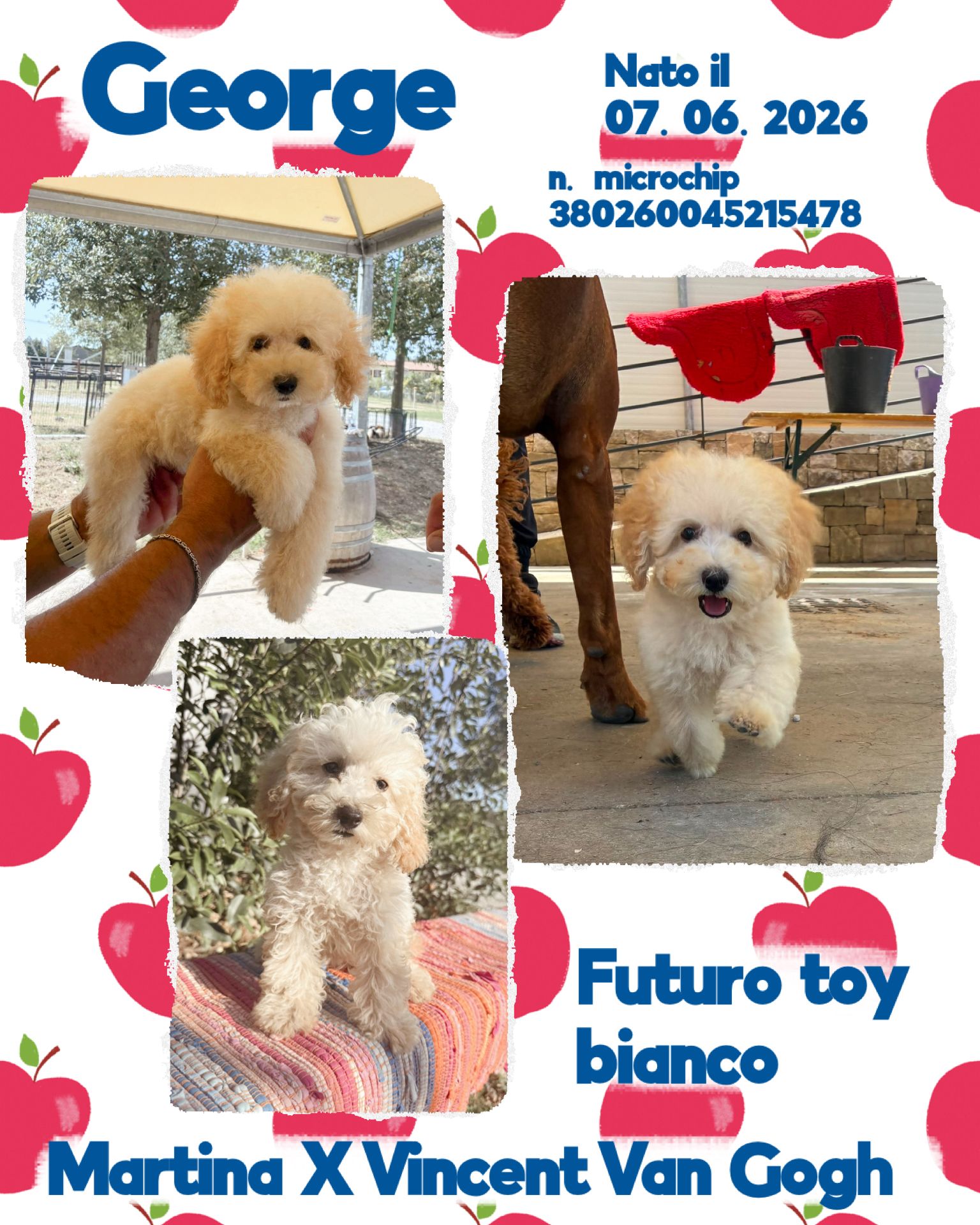 George, cucciolo Simil Barbone