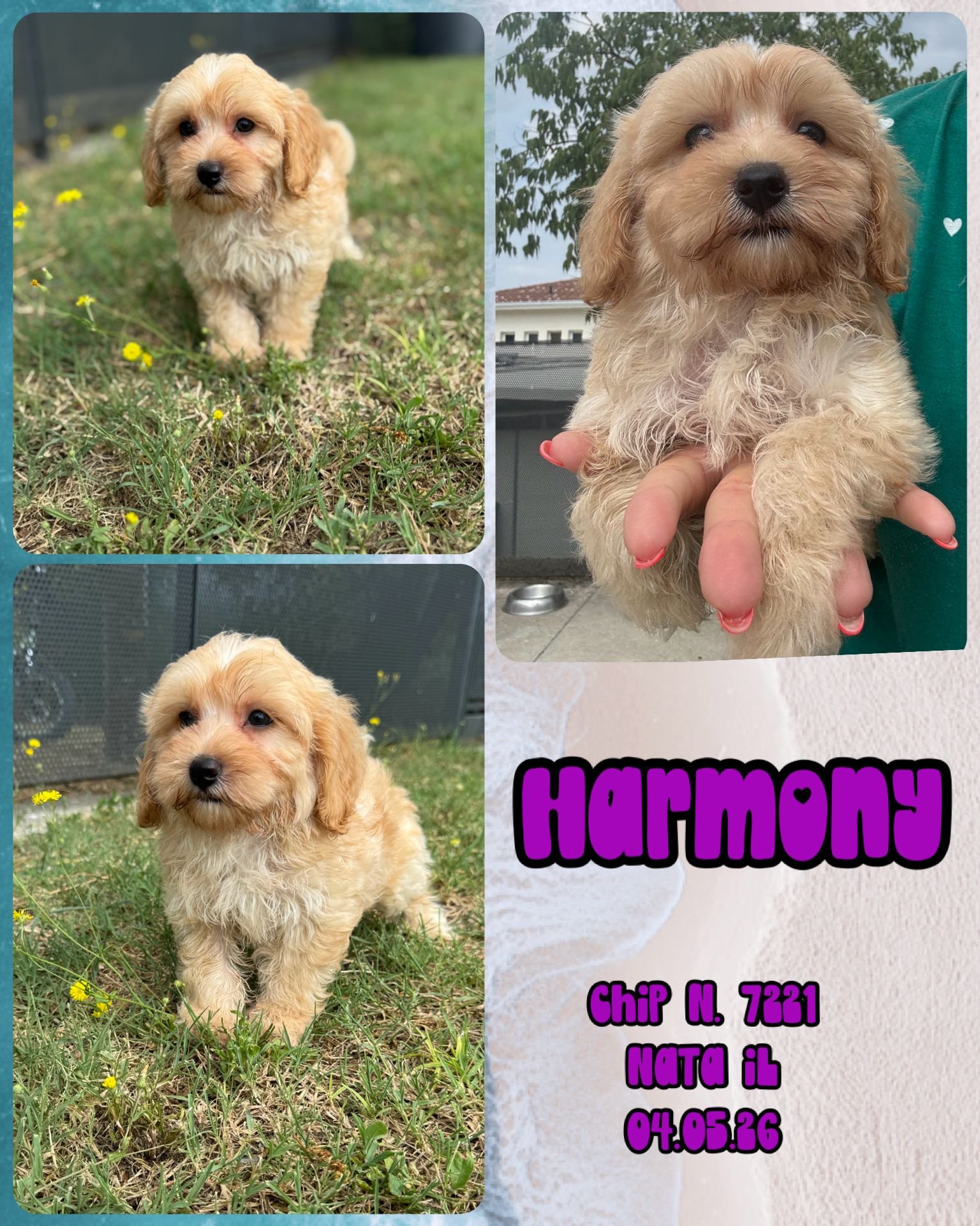 Harmony, cucciola di Maltipoo