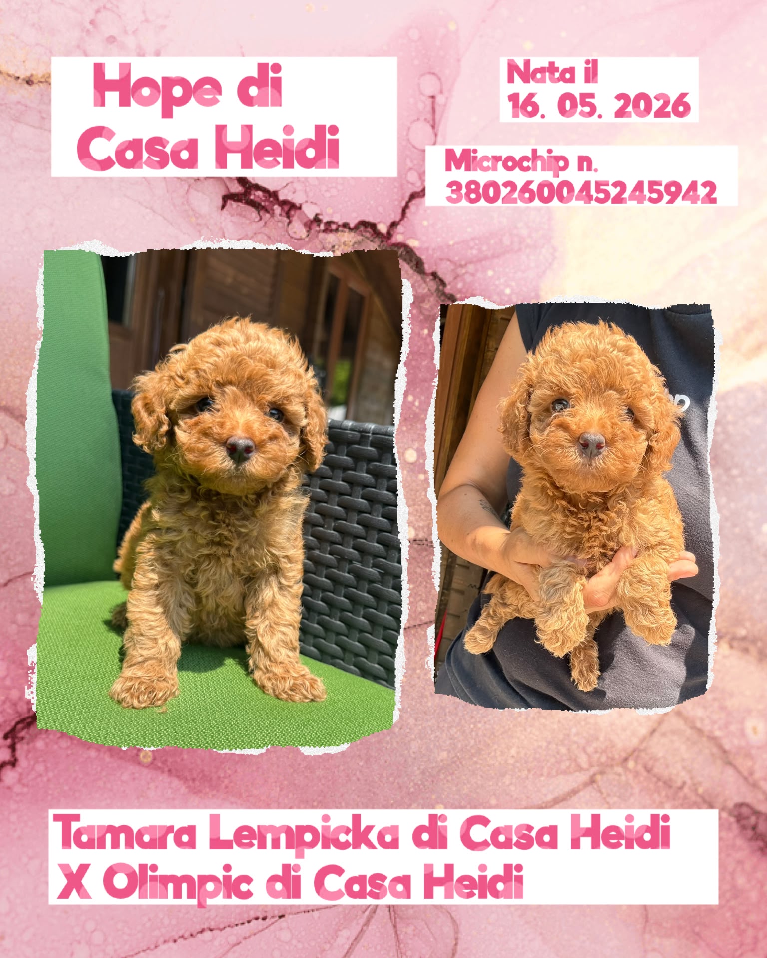 Hope di Casa Heidi, cucciola di Barbone Nano