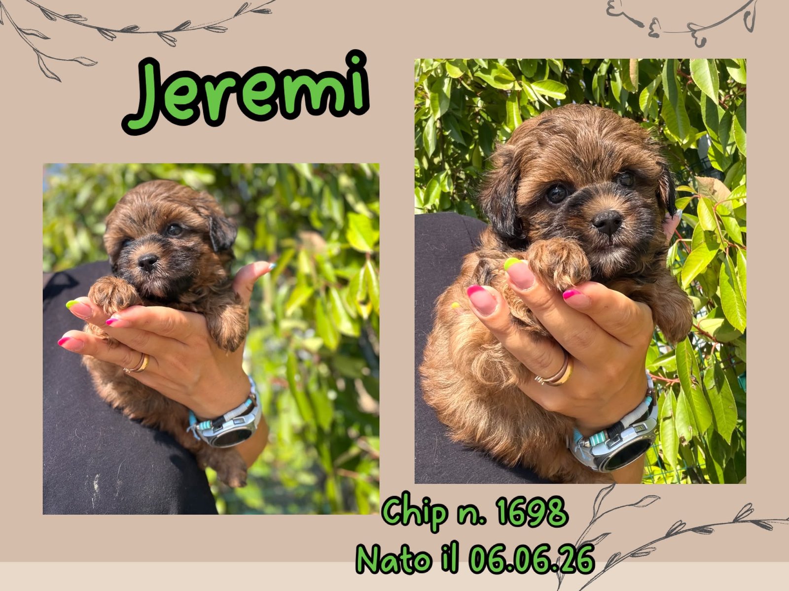 Jeremi, cucciolo di Maltipoo