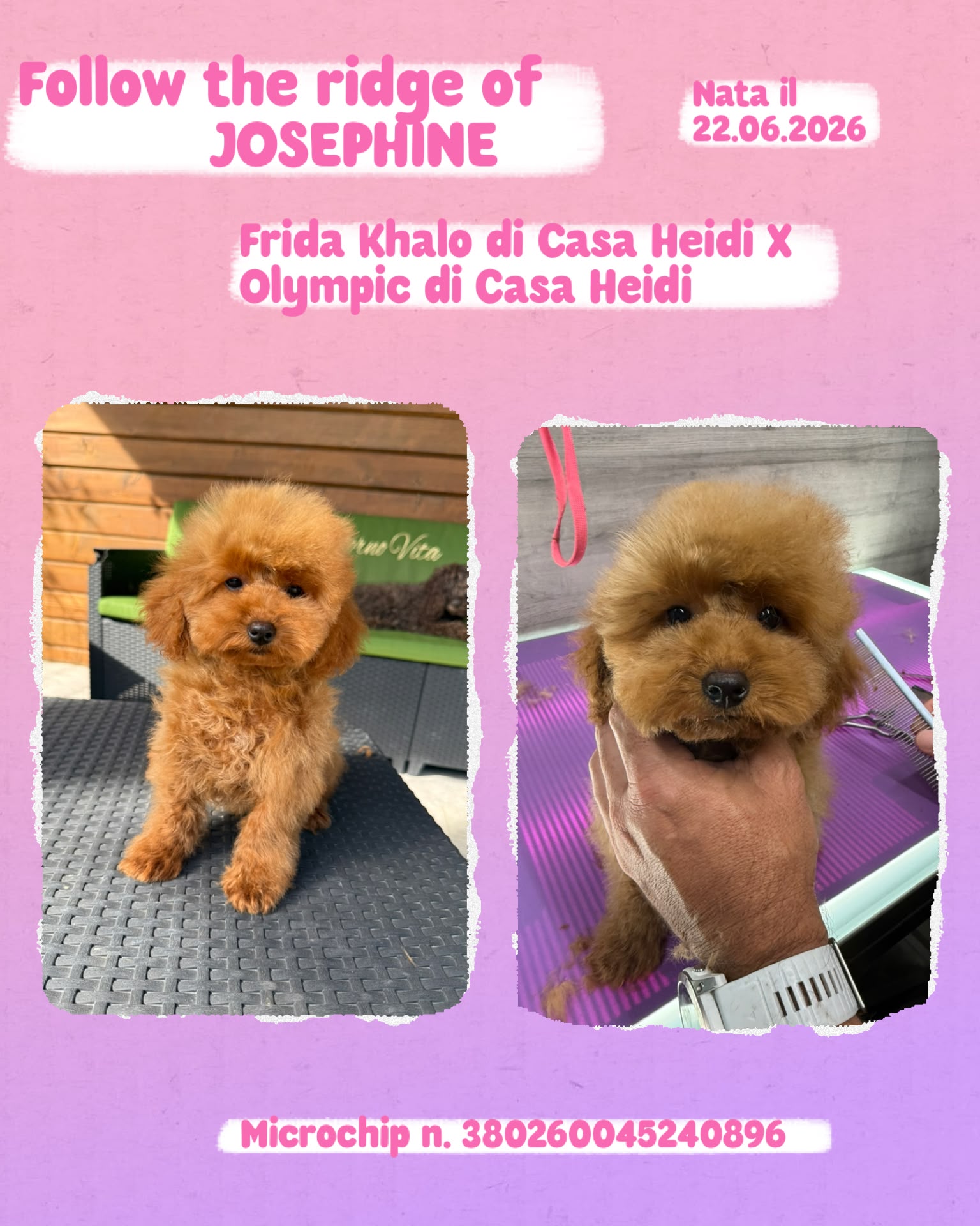 Follow the ridge of Josephine, cucciola di Barbone Nano