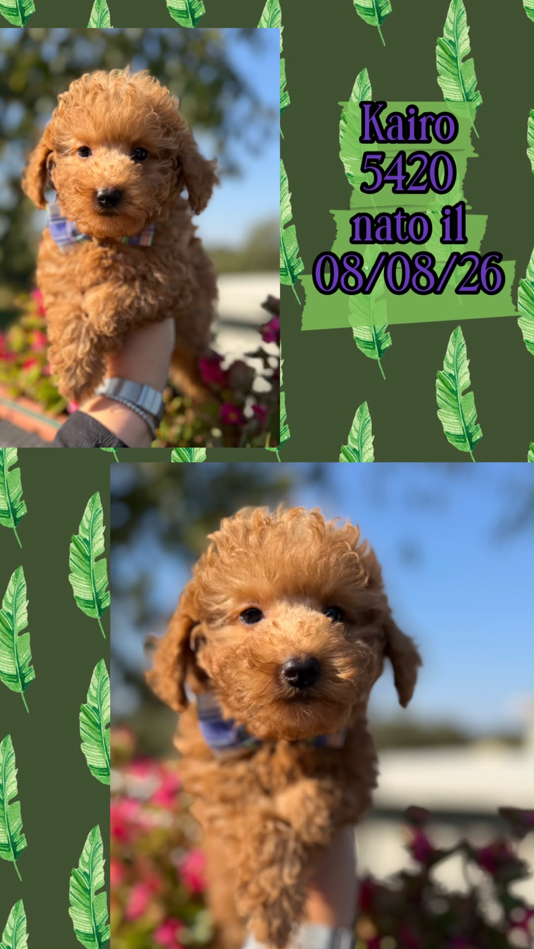 Kairo, cucciolo Simil Barbone