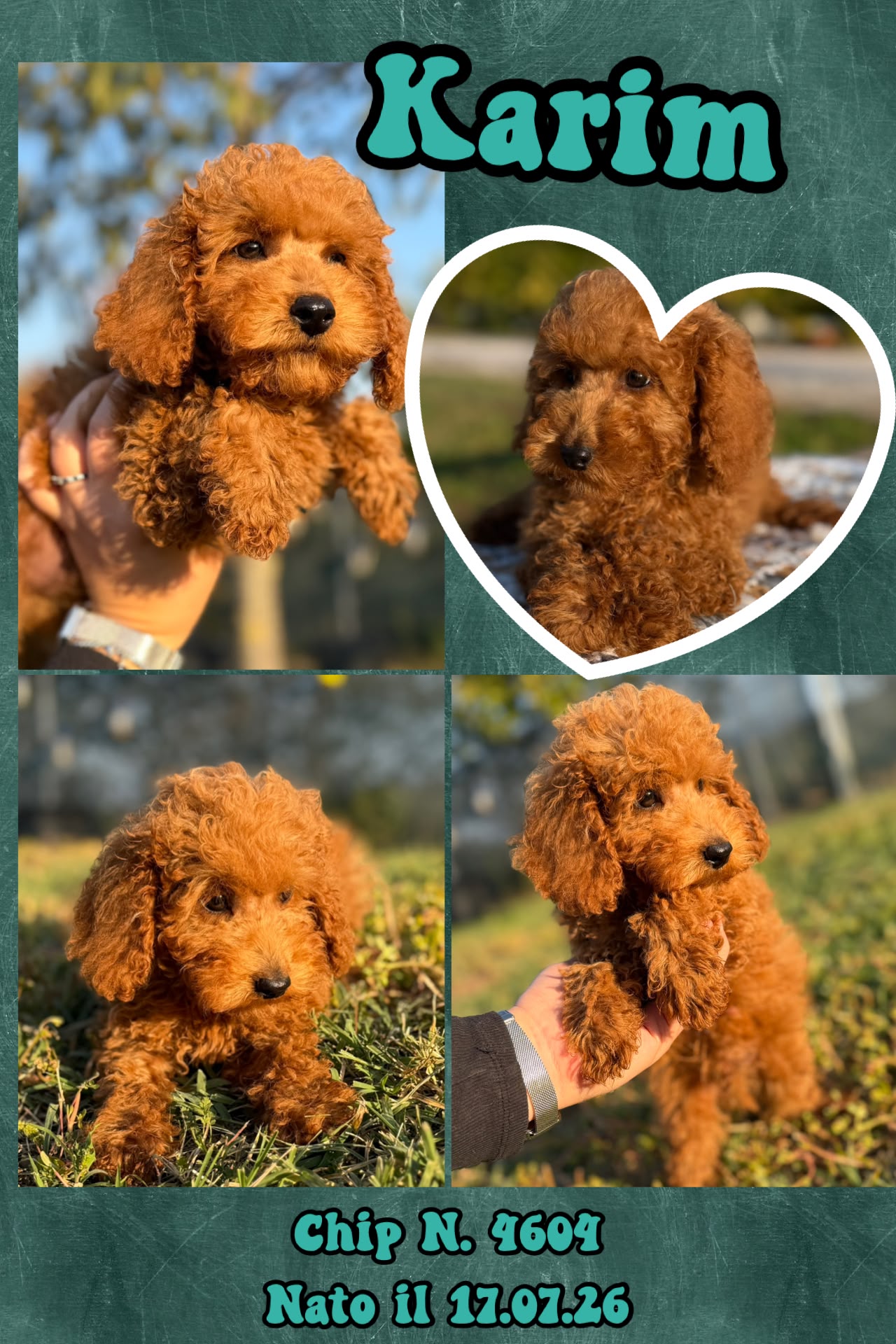 Karim, cucciolo di Barbone Nano