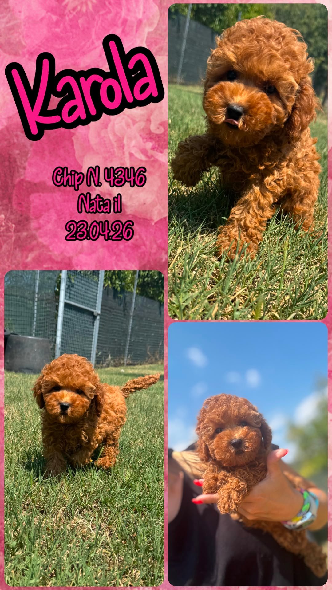 Karola, cucciola di Barbone Toy