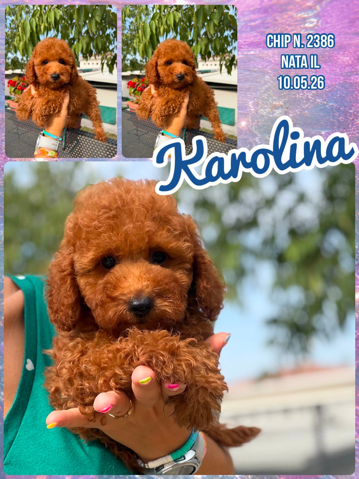 Karolina, cucciola di Barbone Toy