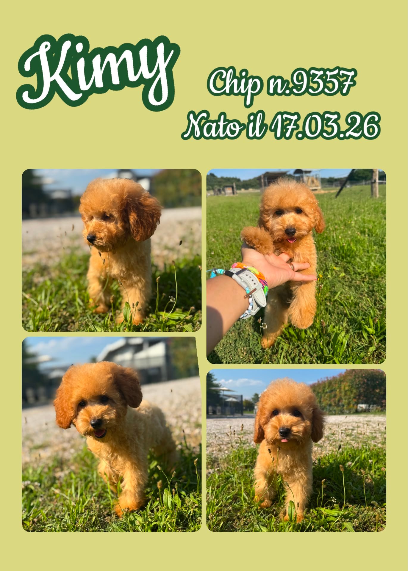 Kimy, cucciolo di Barbone Toy