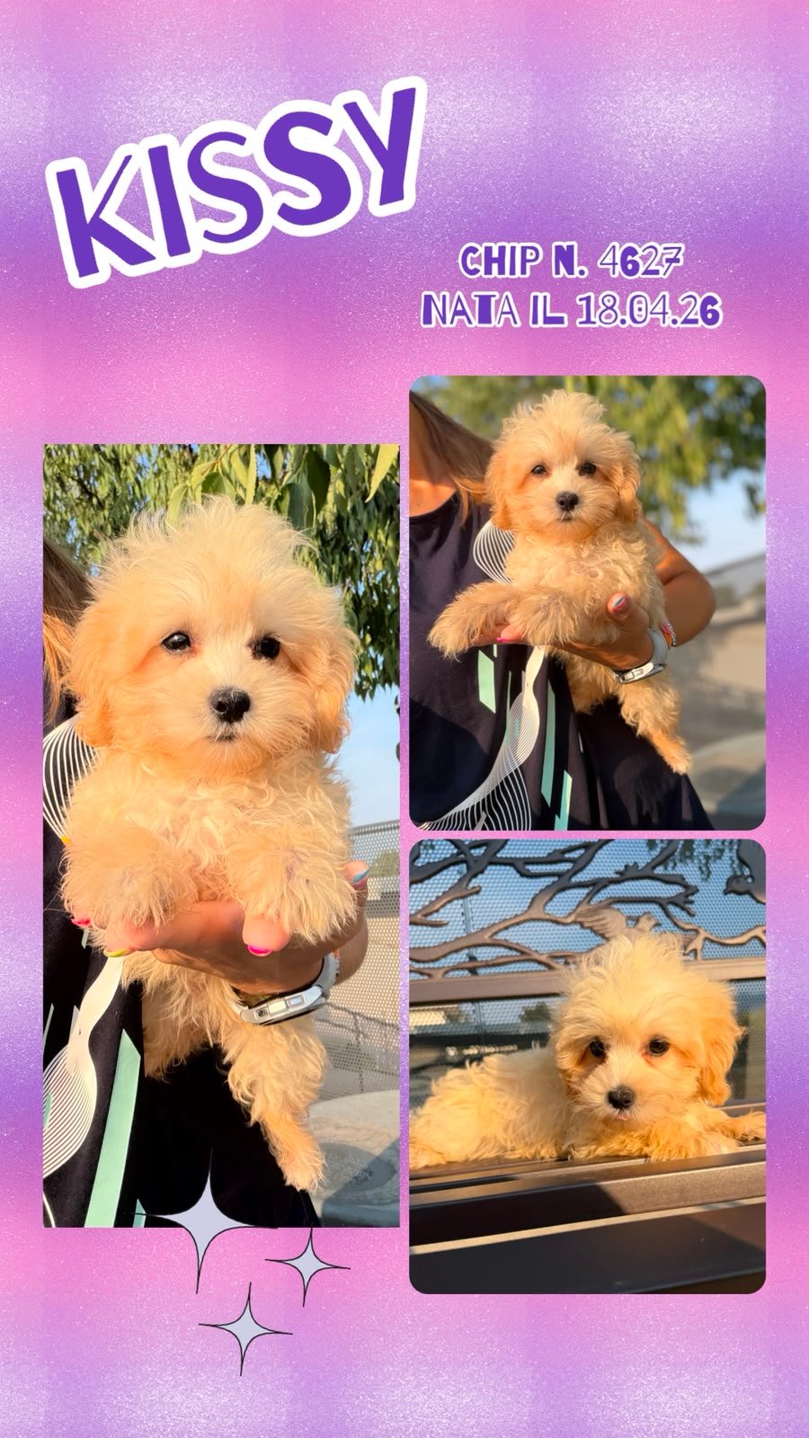 Kissy, cucciola di Maltipoo