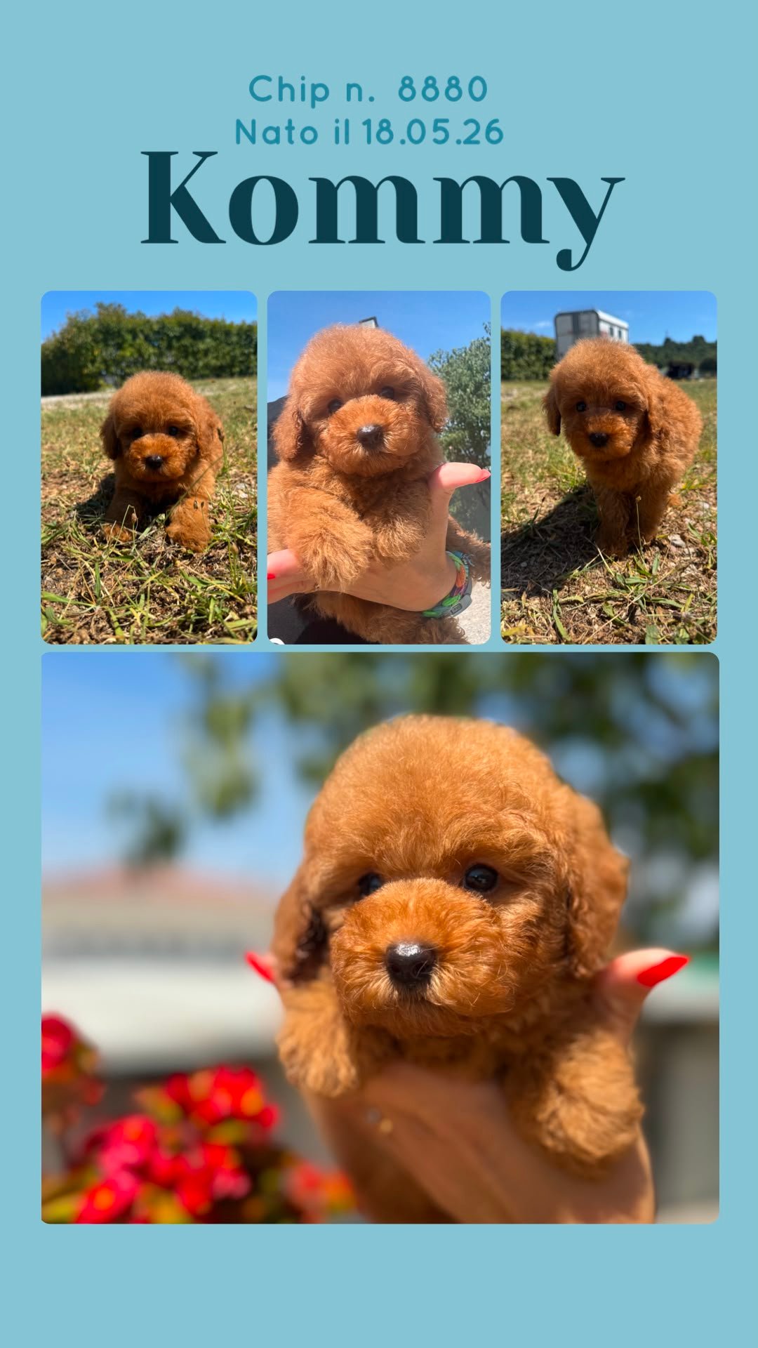 Kommy, cucciolo Simil Barbone