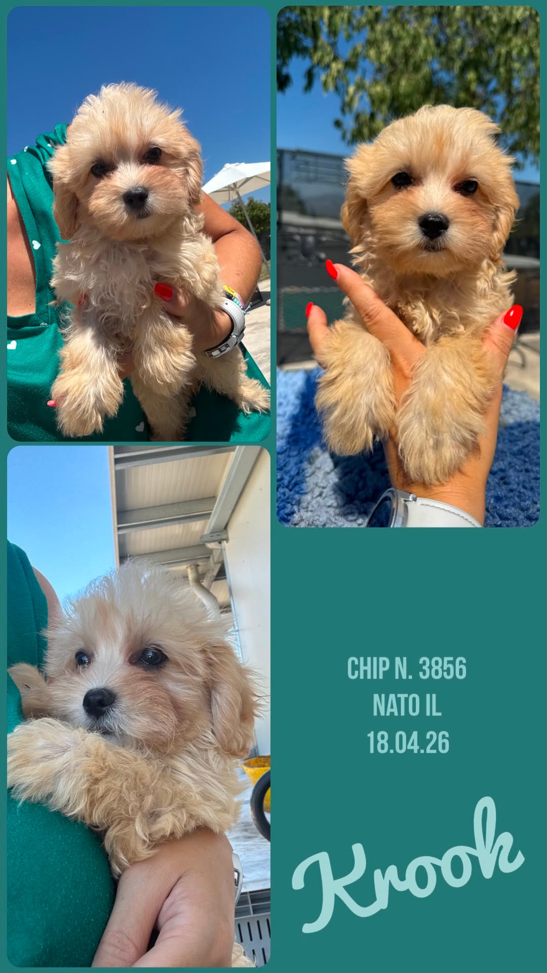 Krook, cucciolo di Maltipoo