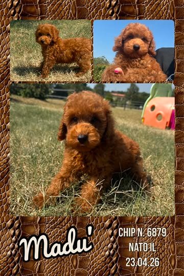 Madù, cucciola Simil Barbone
