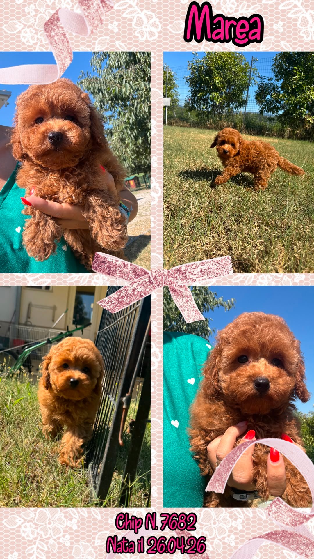 Marea, cucciola Simil Barbone