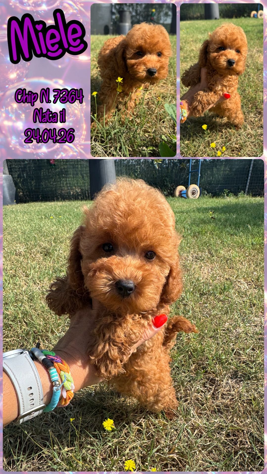 Miele, cucciola di Barbone Toy