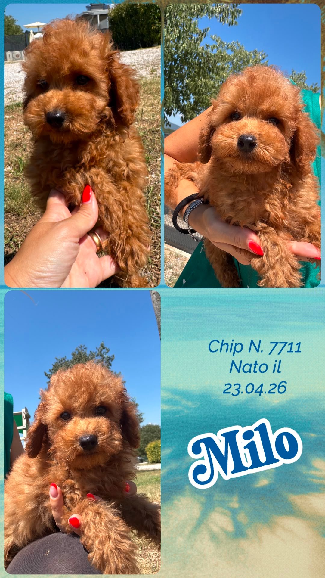 Milo, cucciolo Simil Barbone