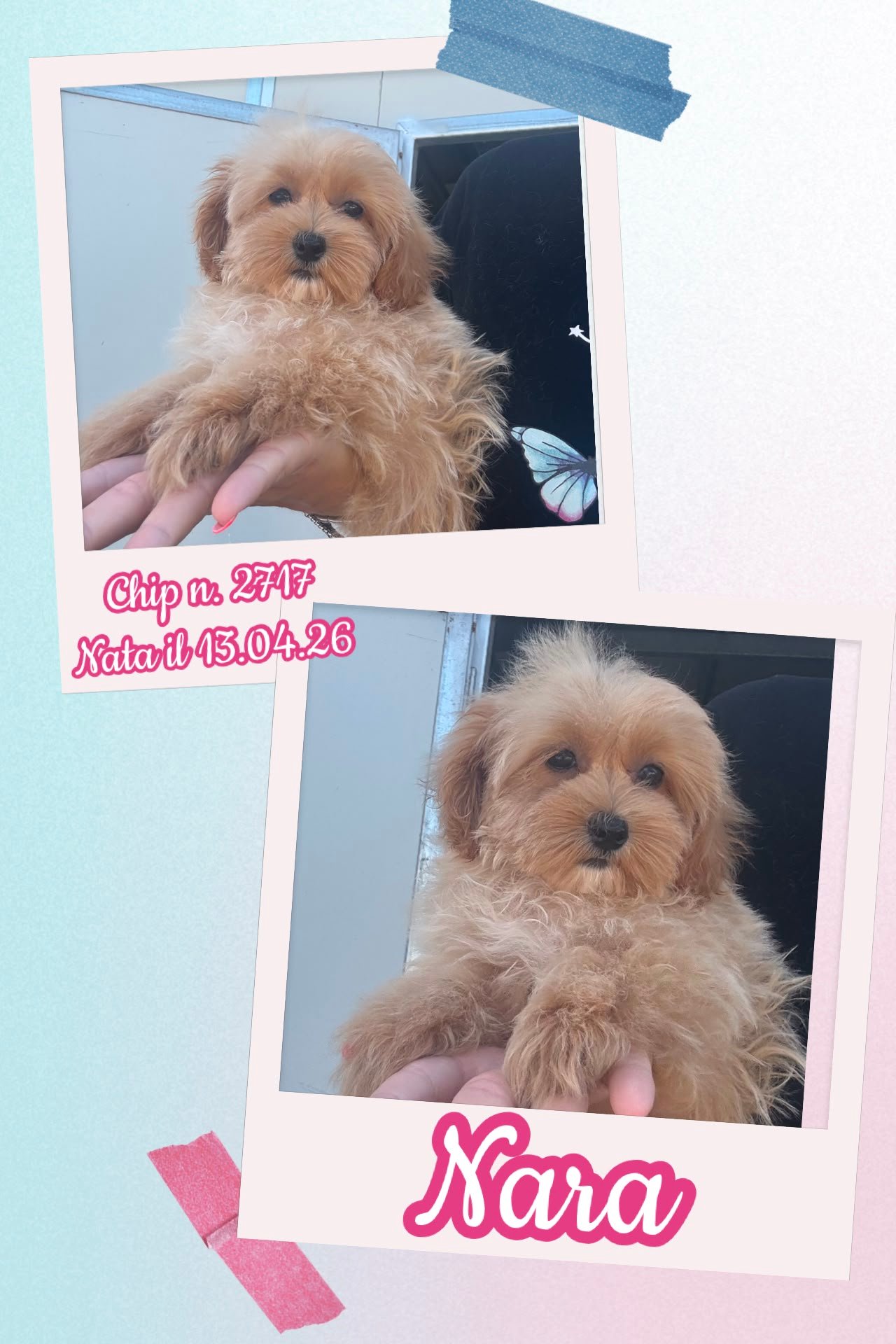 Nara, cucciola di Maltipoo