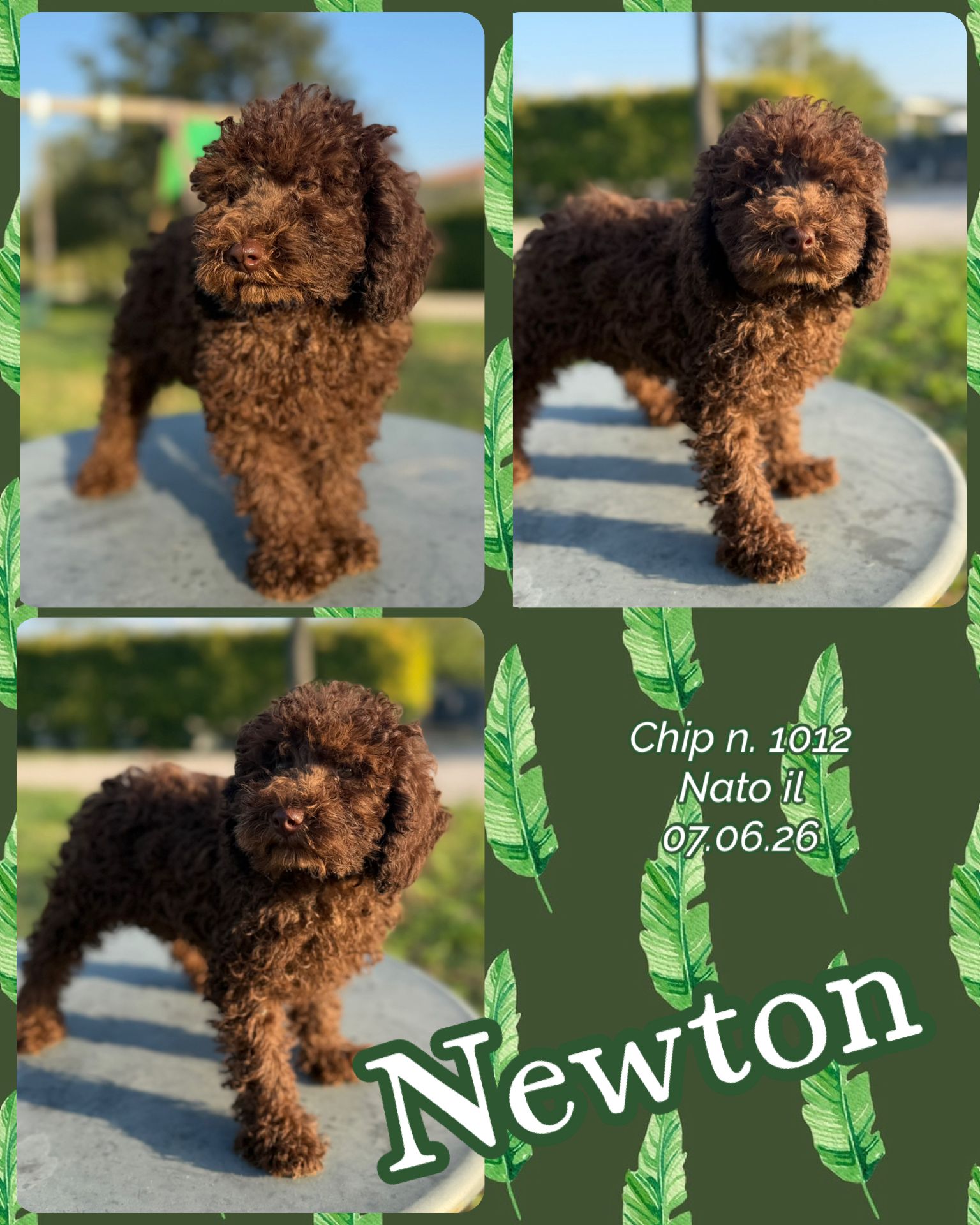Newton, cucciolo Simil Barbone
