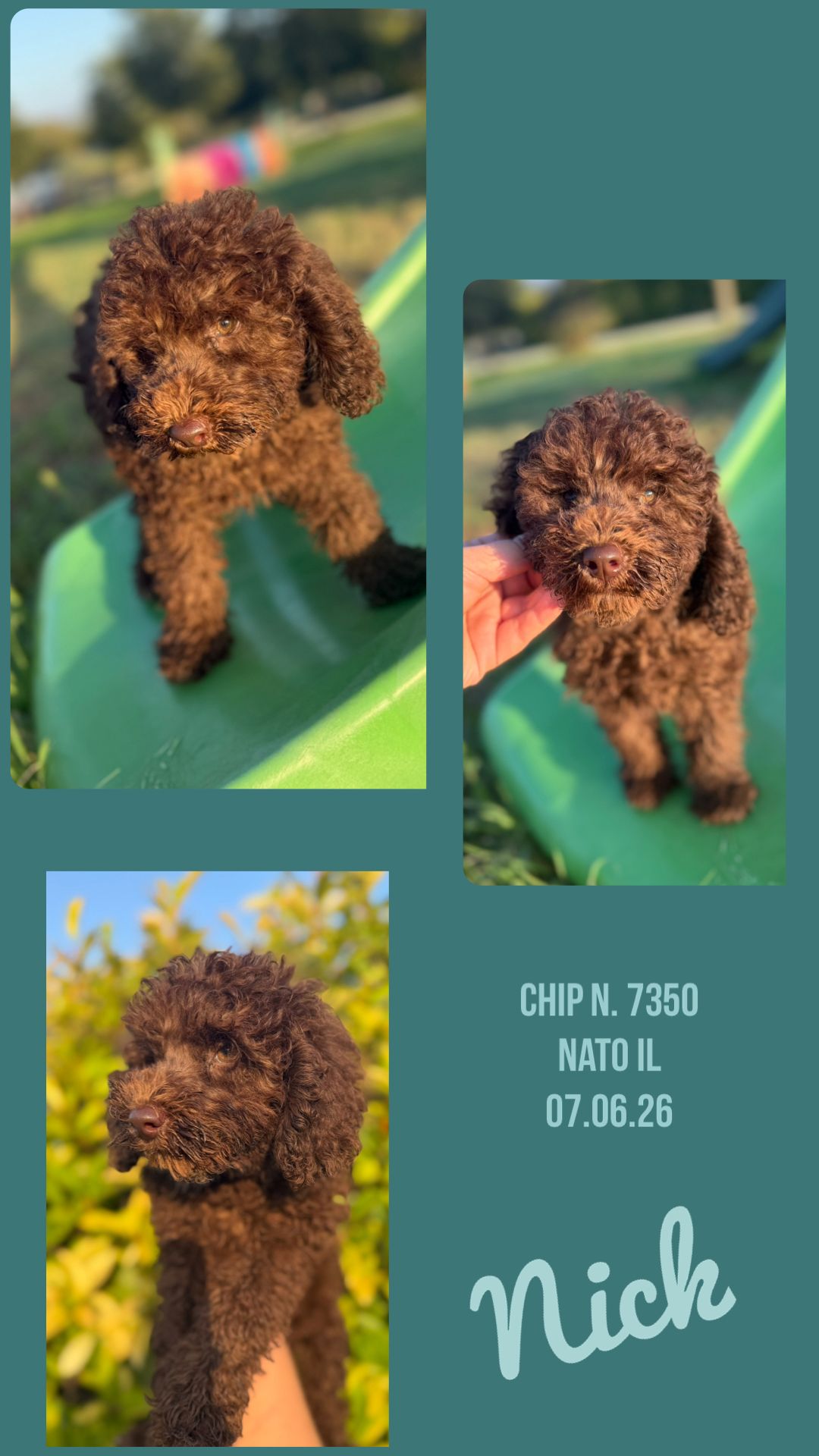 Nick, cucciolo Simil Barbone
