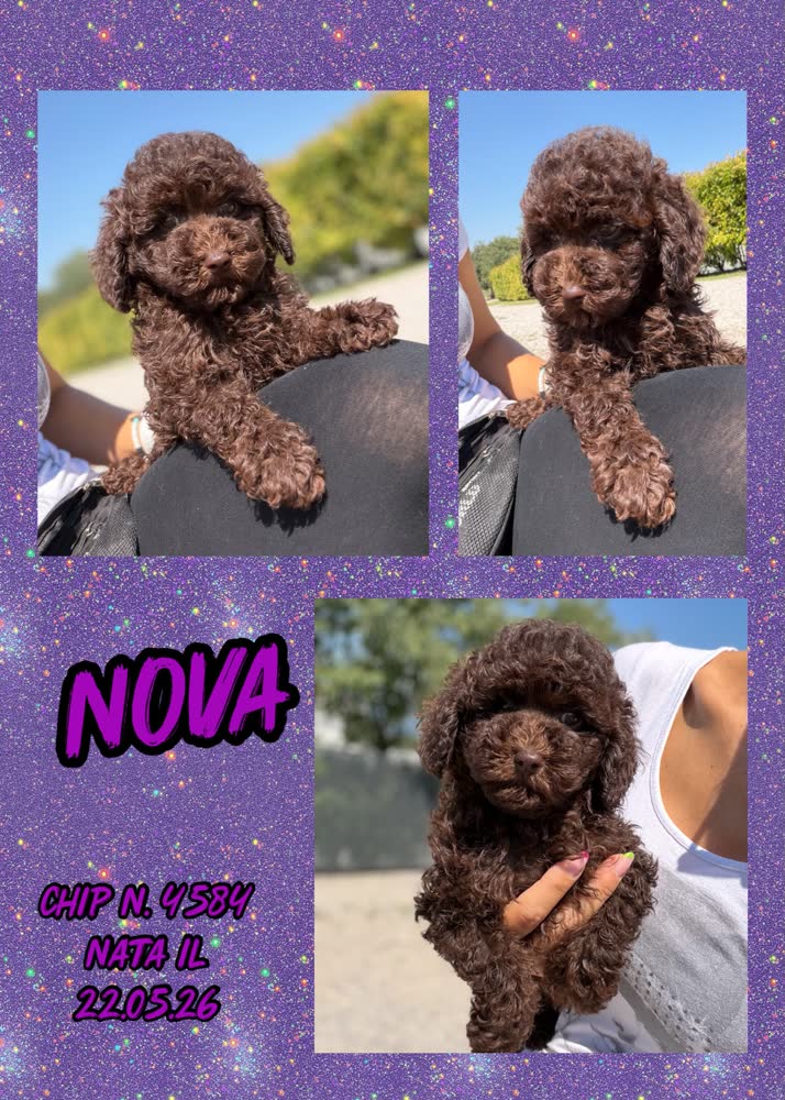 Nova, cucciola Simil Barbone