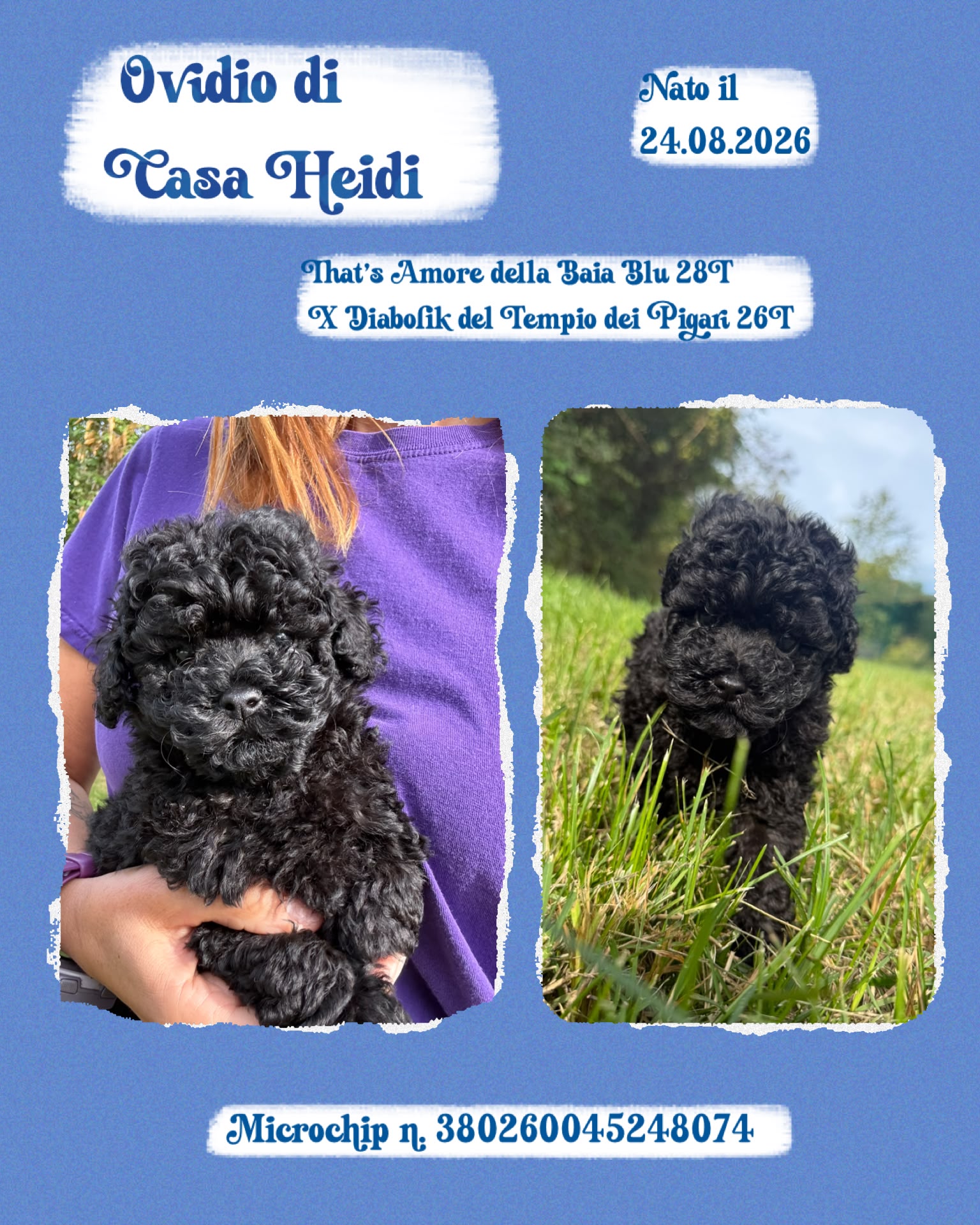 Ovidio di Casa Heidi, cucciolo di Barbone Nano