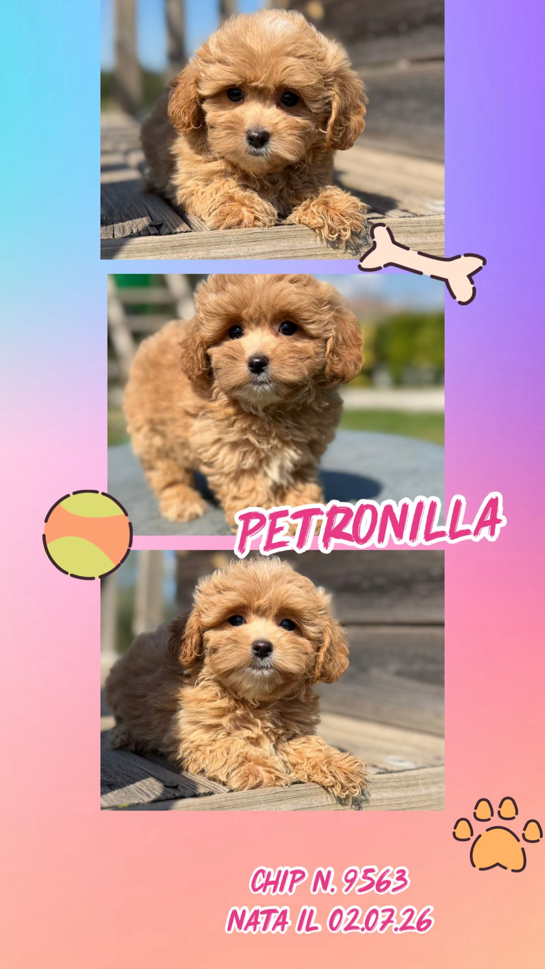 Petronilla, cucciola di Maltipoo
