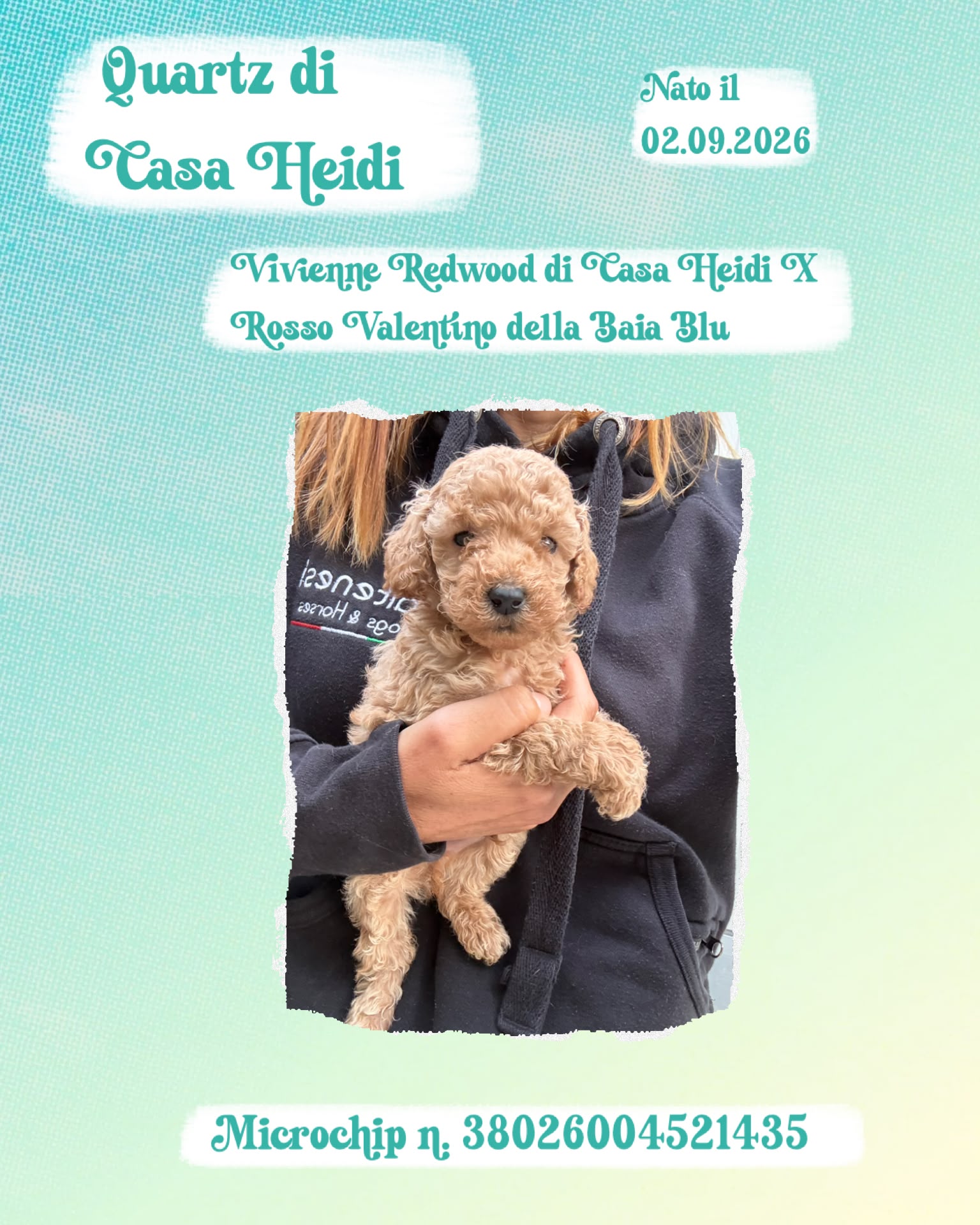 Quartz di Casa Heidi, cucciolo di Barbone Nano