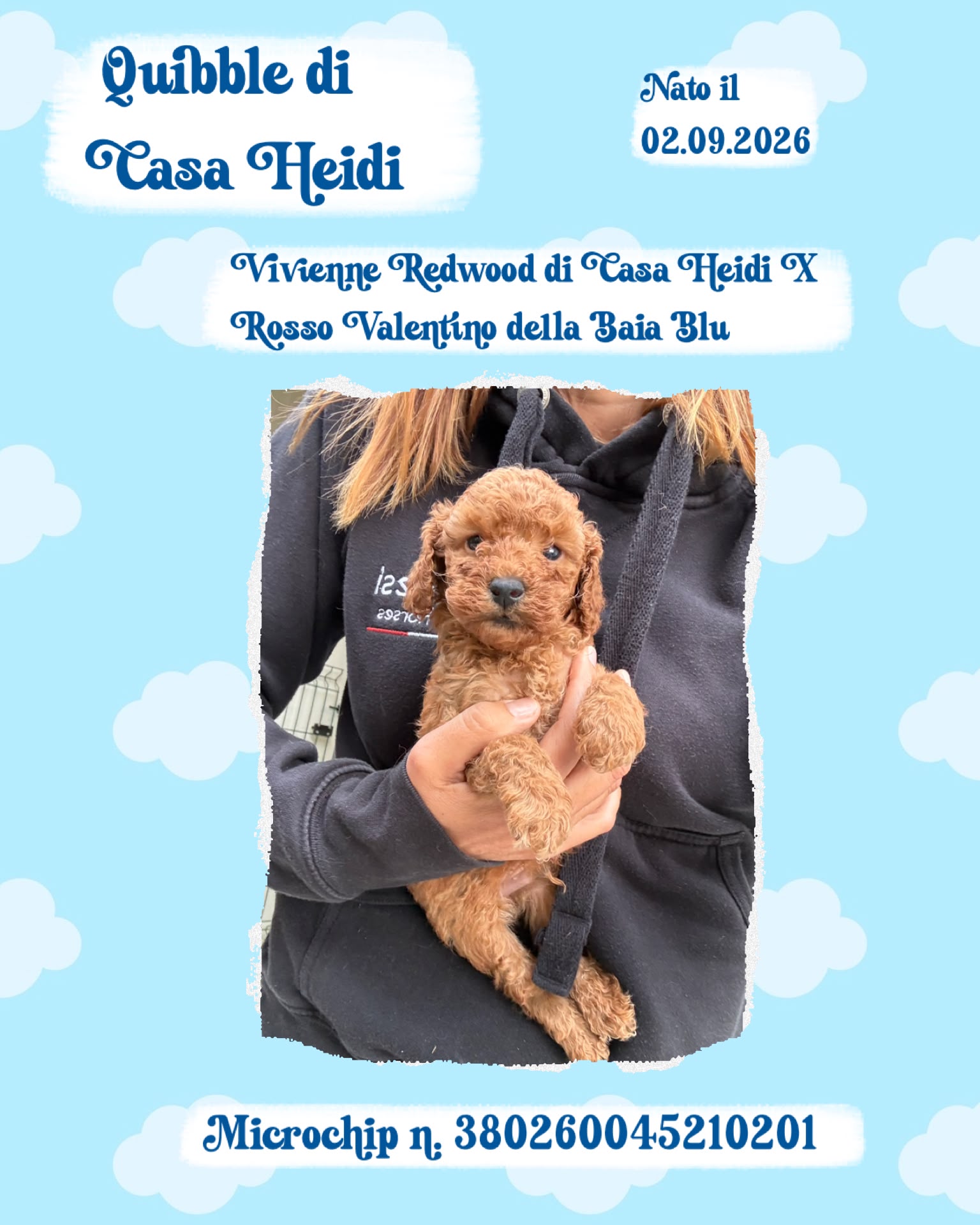 Quibble di Casa Heidi, cucciolo di Barbone Nano