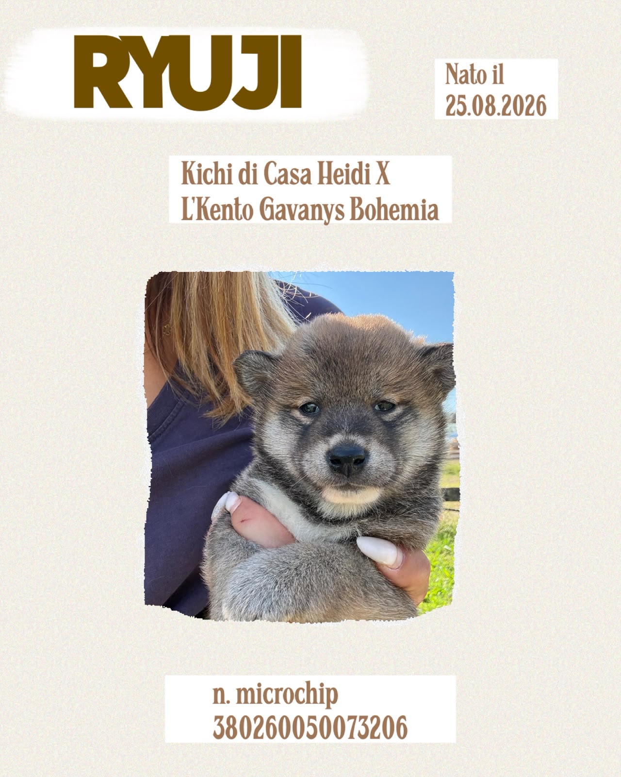 Ryuji, cucciolo di Shiba Inu