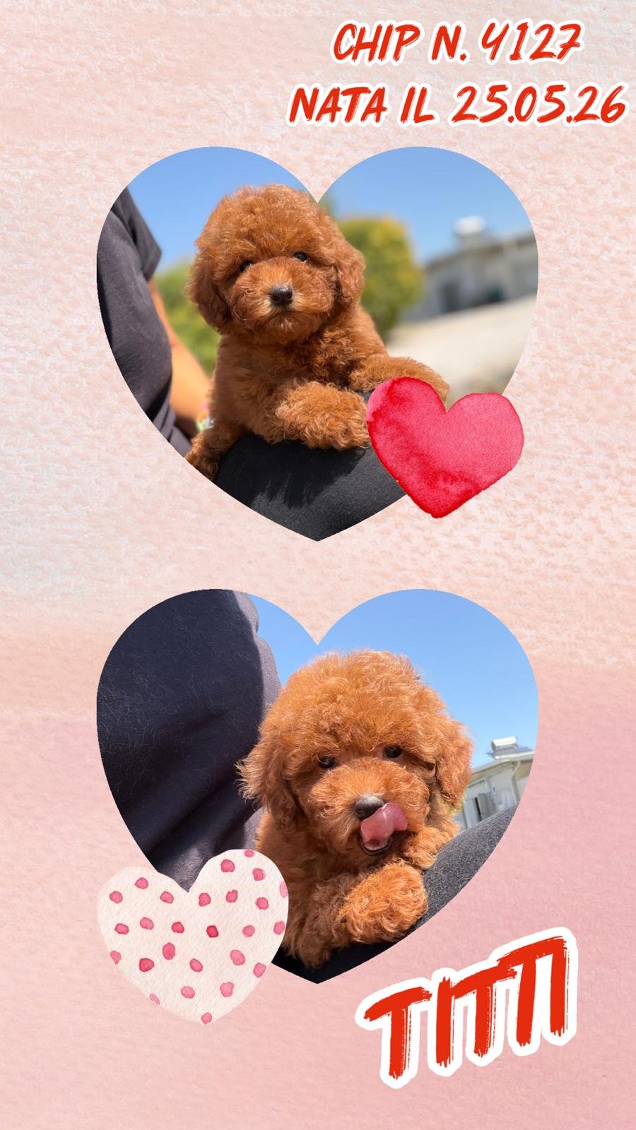Titti, cucciola di Barbone Nano