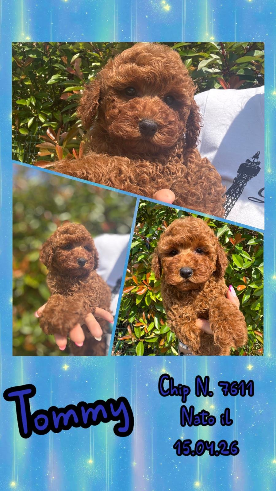 Tommy, cucciolo di Barbone Toy