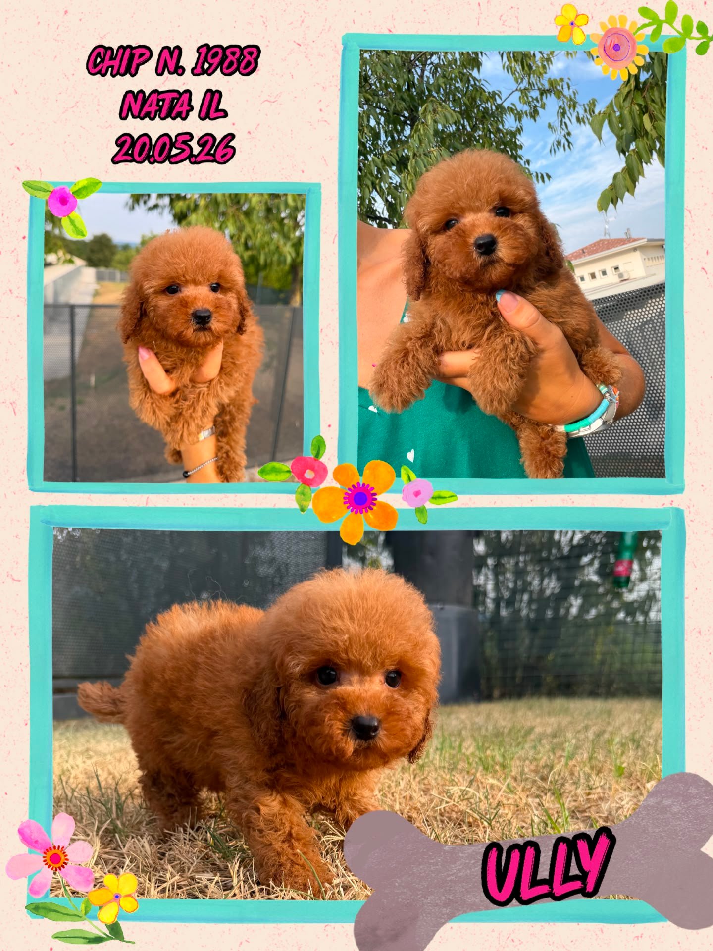 Ully, cucciola di Barbone Toy