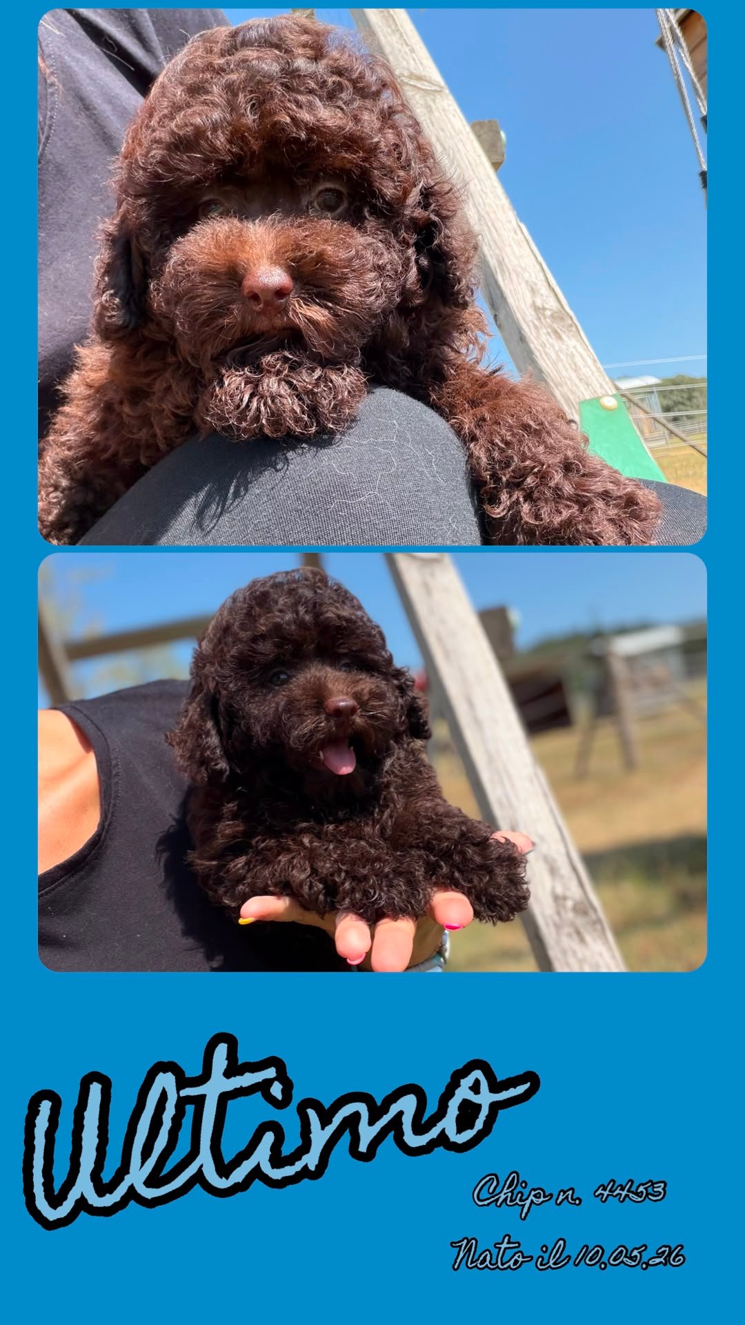 Ultimo, cucciolo di Barbone Toy